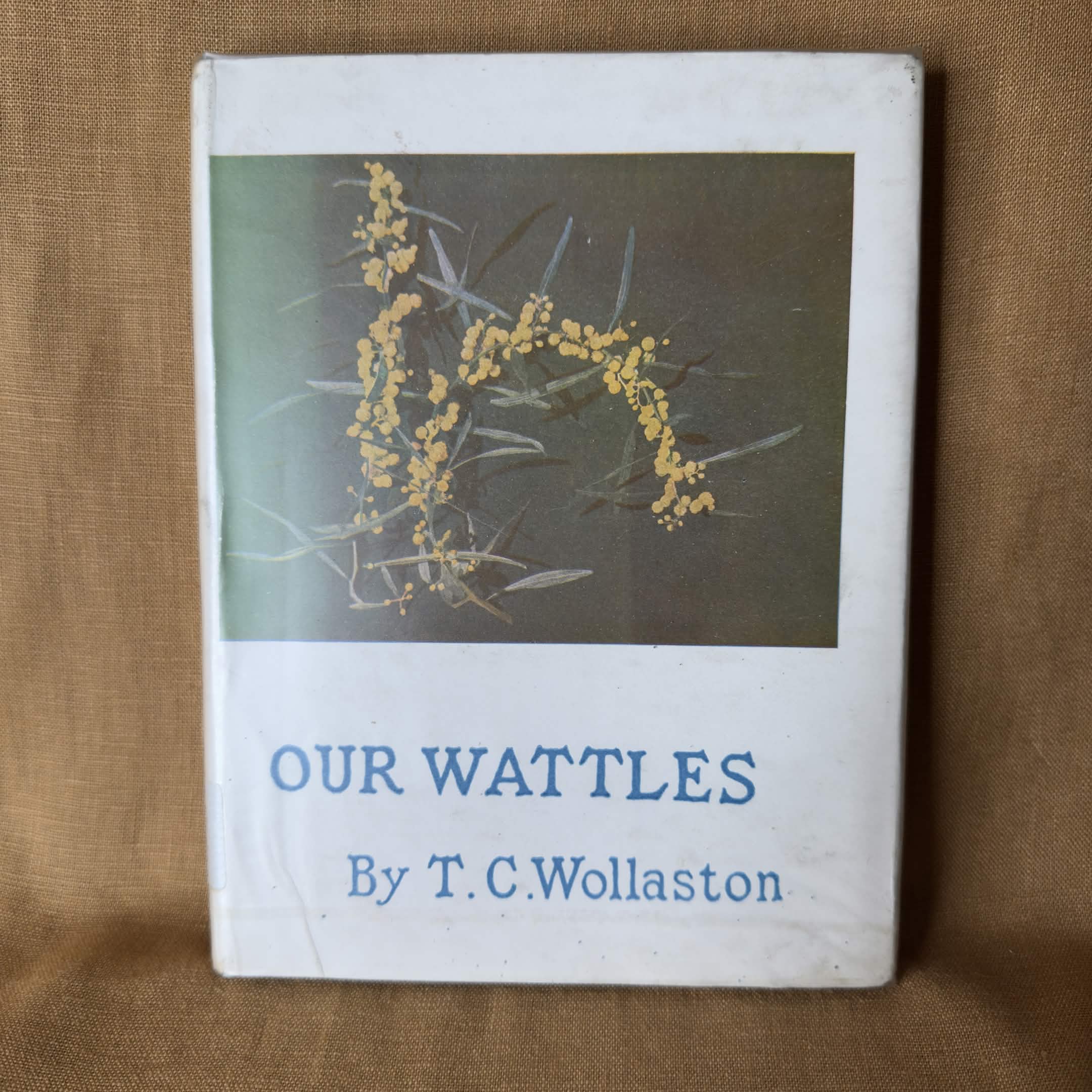 Our Wattles — Tullie C. Wollaston