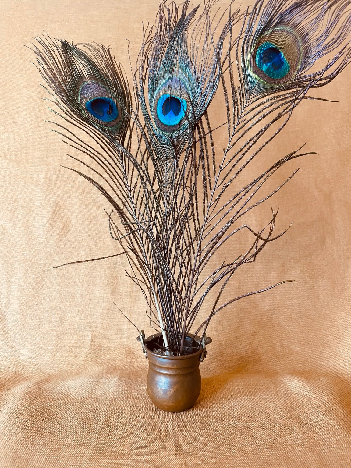 Three natural peacock eye feathers approximately 25 cm long