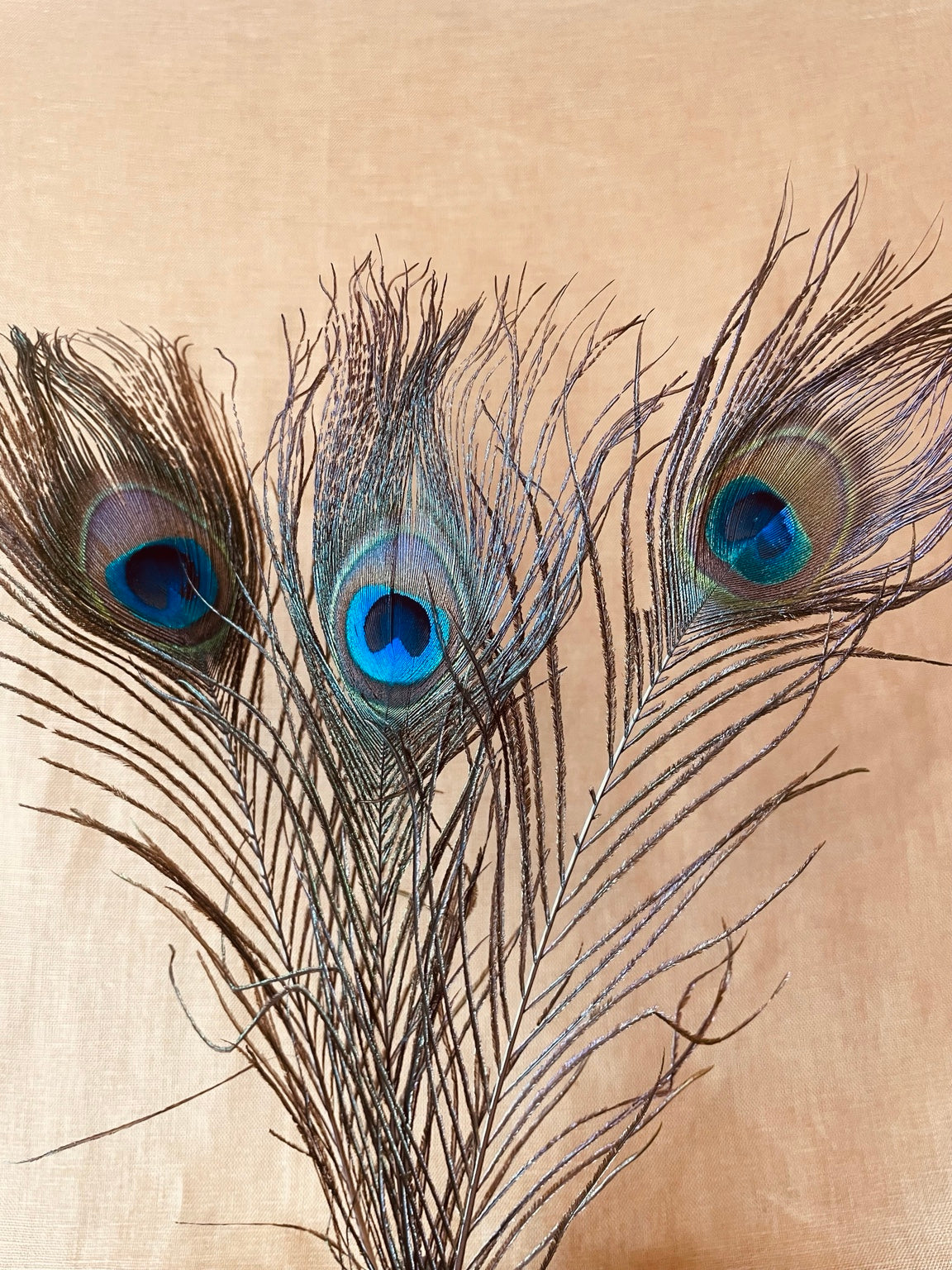 Close view of natural peacock feather eye markings